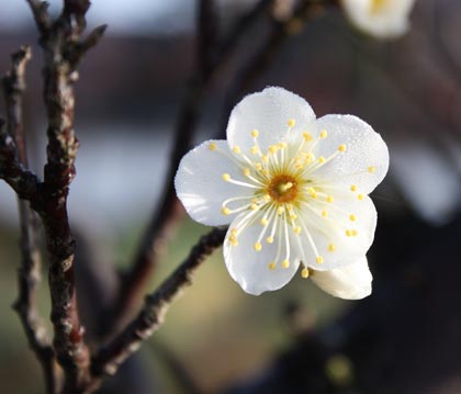 法話「梅花の咲くころ」： 臨済・黄檗 禅の公式サイト